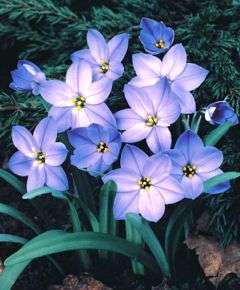 Ipheion 'Rolf Fiedler'