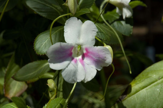 Impatiens sodenii 'Flash'