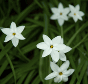 Ipheion uniflorum 'White Star'