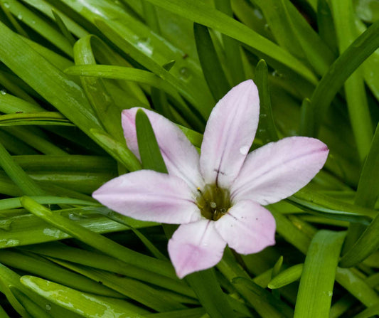 Ipheion 'Charlotte Bishop'