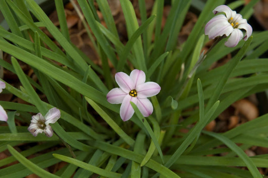 Ipheion 'Charlotte Bishop'