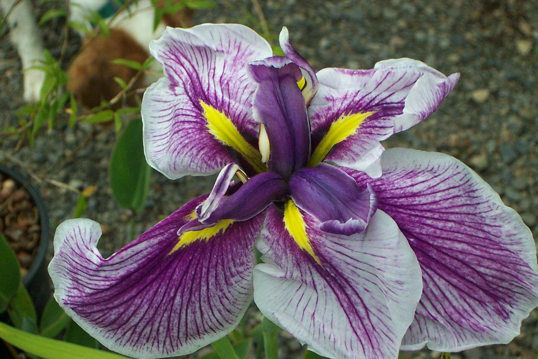 Iris ensata 'Flashing Koi'