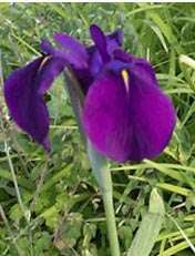 Iris ensata Variegata