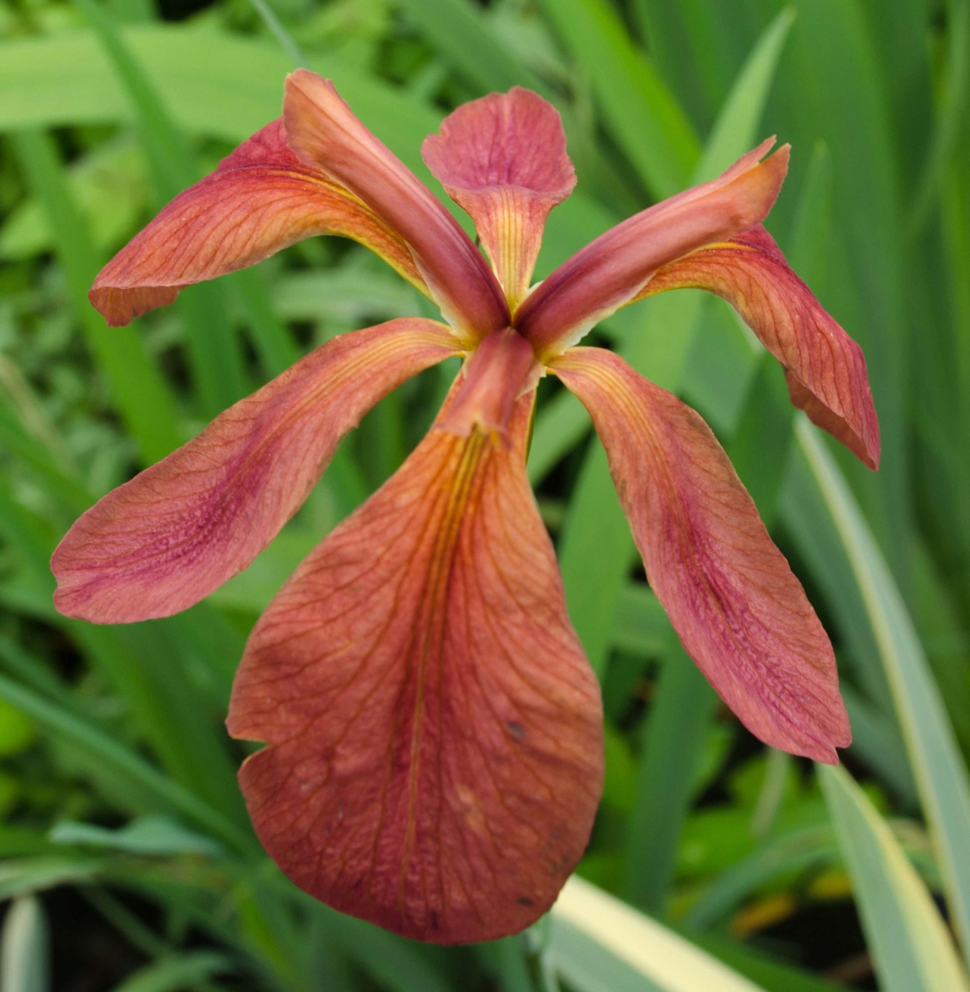 Iris fulva 'Little Cajun'