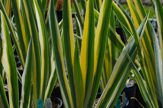 Iris pallida 'Variegata'