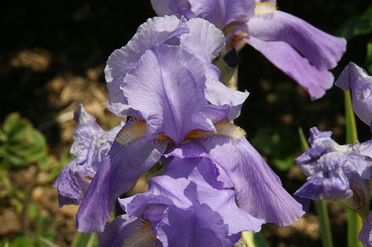 Iris pallida 'Variegata'