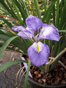 Iris unguicularis