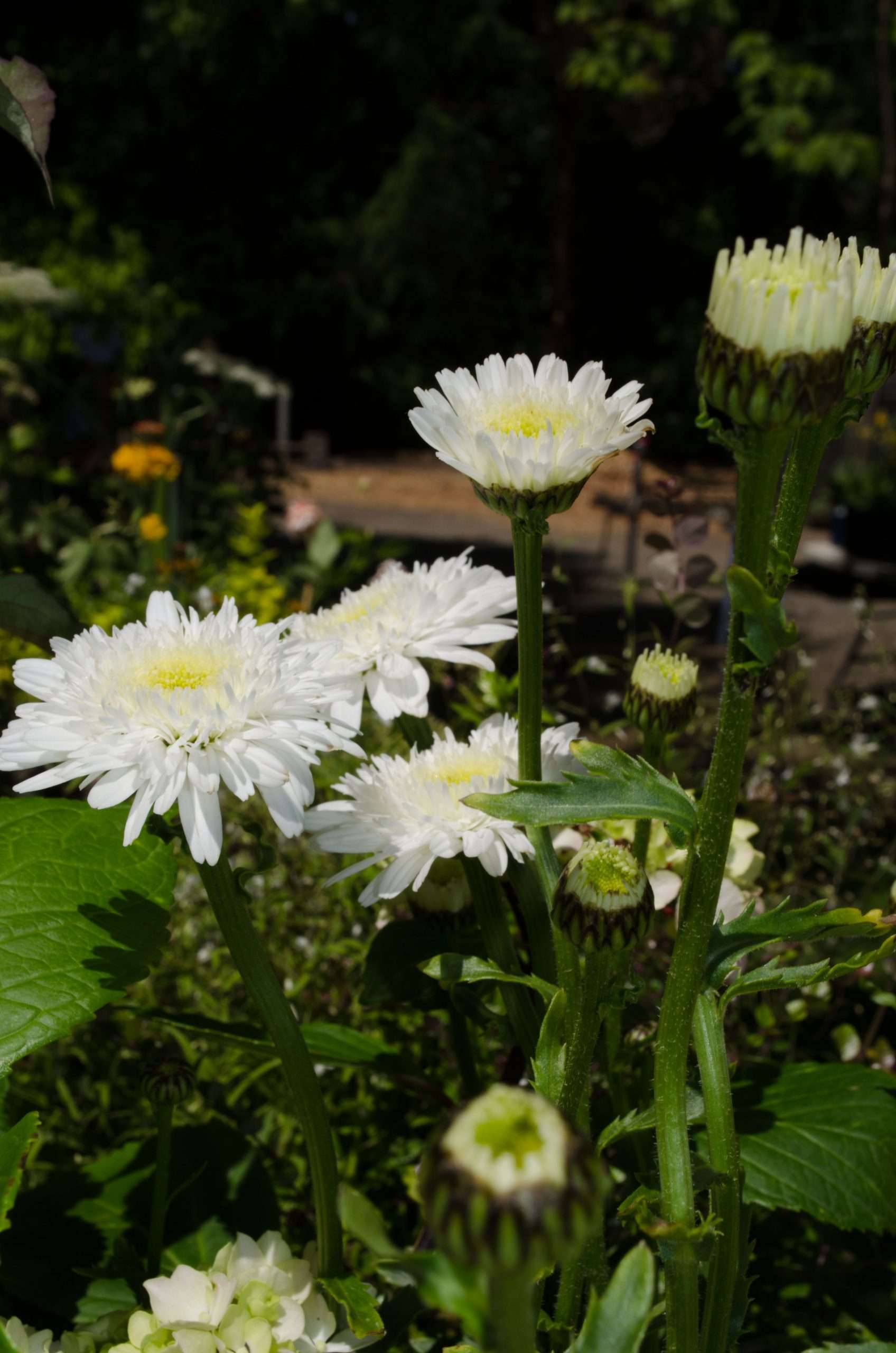 Leucanthemum x superbum 'Esther Reed' – Secret Garden Growers