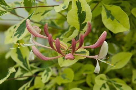 Lonicera  periclymenum 'Harlequin'™