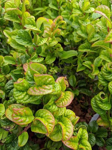 Leucothoe axillaris 'Curly Red'