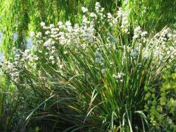 Libertia grandiflora