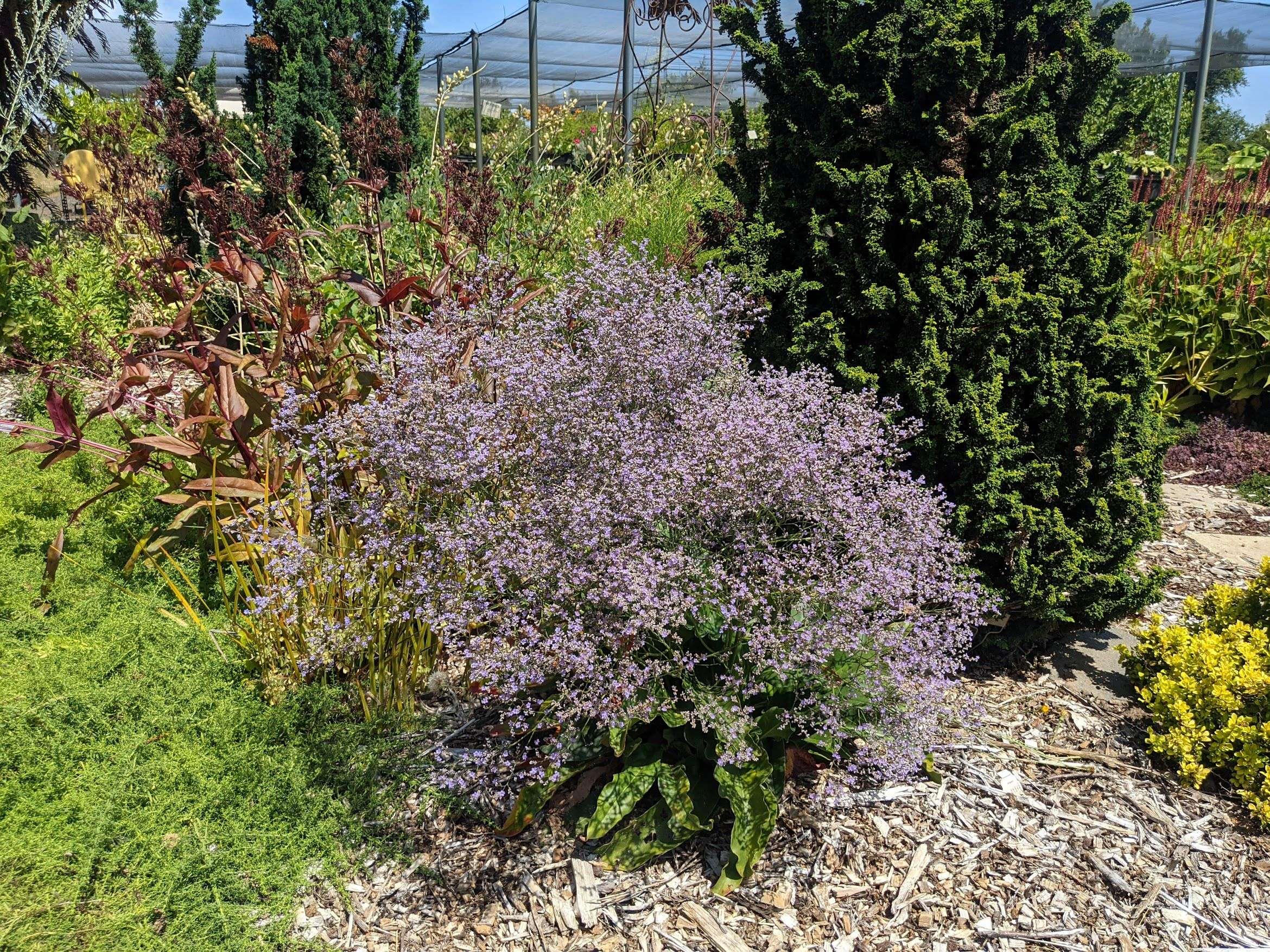 Limonium latifolium – Secret Garden Growers