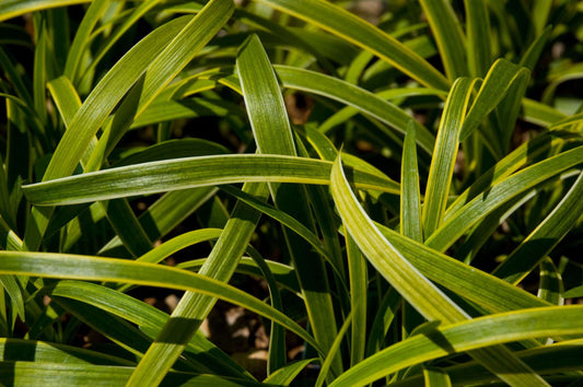 Liriope muscari 'Gold Band'