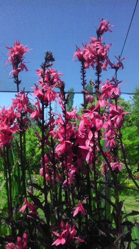 Lobelia x speciosa 'Fan Salmon'