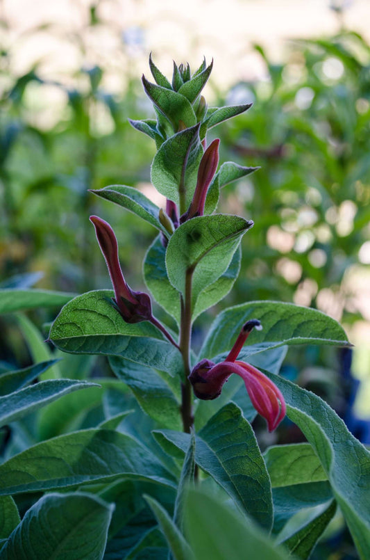 Lobelia tupa