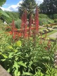 Lobelia tupa