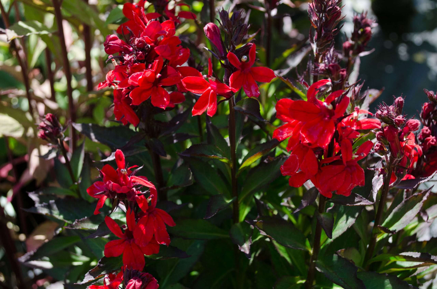 Lobelia x speciosa 'Compliment Red' – Secret Garden Growers