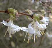 Lonicera fragrantissima