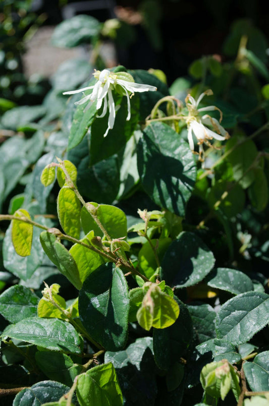 Loropetalum chinense 'Jazz Hands Dwarf White'