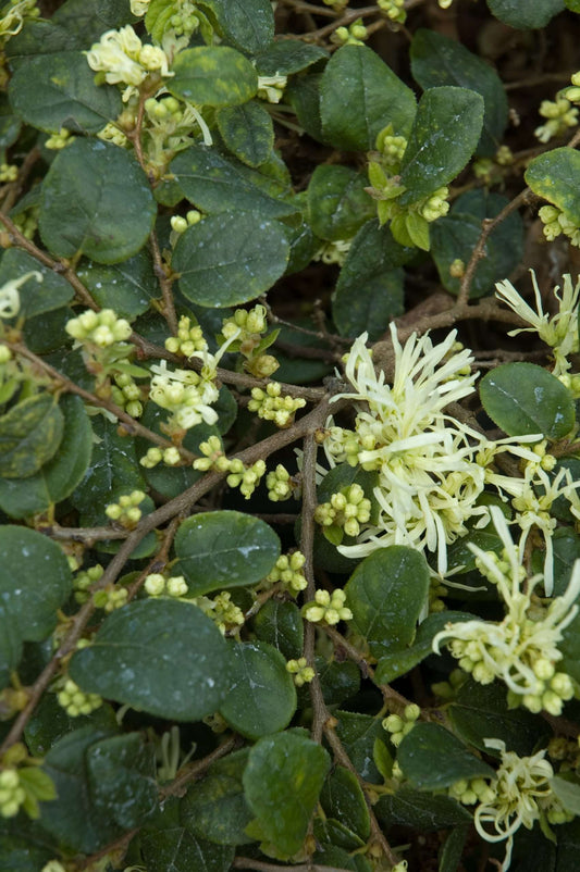 Loropetalum Snow Muffin