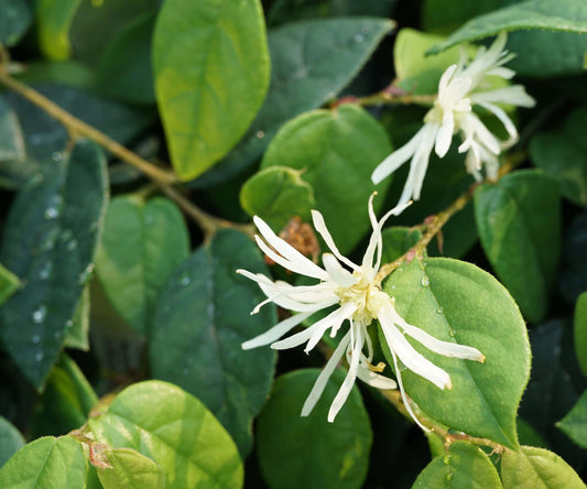 Loropetalum chinense 'Jazz Hands Dwarf White'