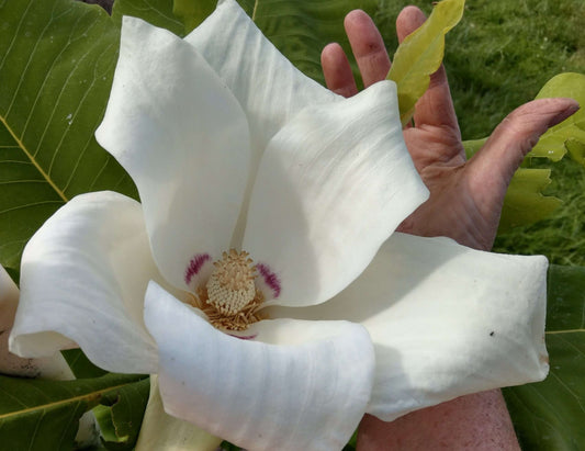 Magnolia macrophylla ashei - avail late spring
