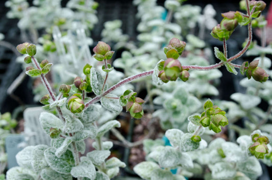 Origanum dictamnus