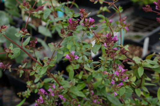 Origanum laevigatum 'Hopleys'