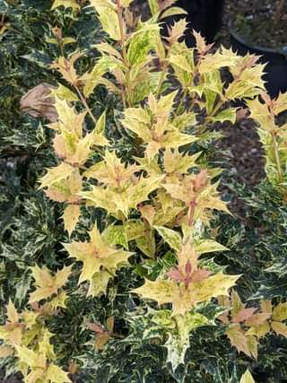 Osmanthus heterophyllus 'Goshiki'