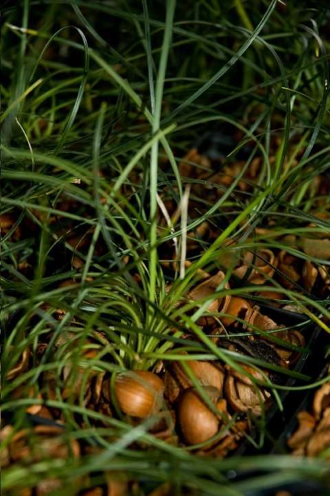 Ophiopogon chingii 'Sparkler'