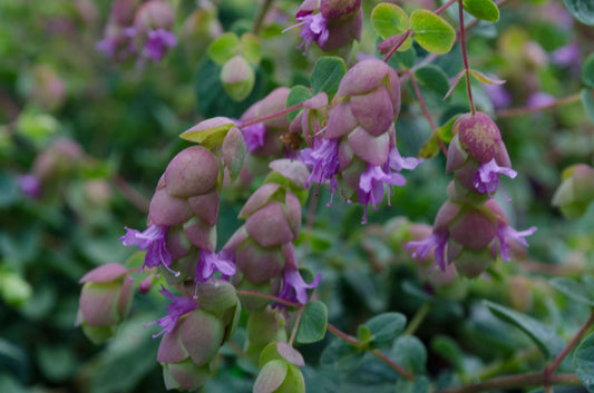 Origanum 'Amethyst Falls'