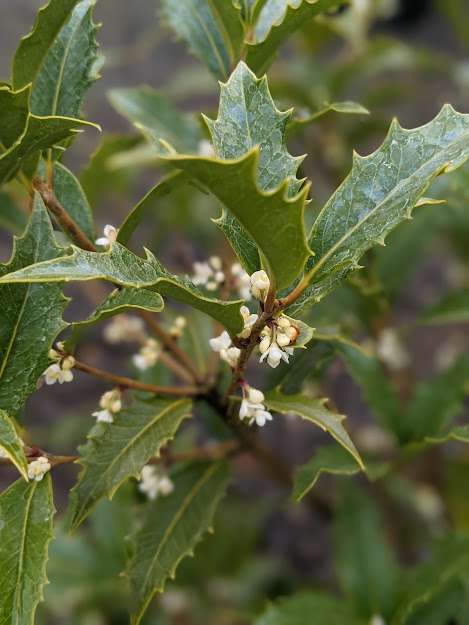 Osmanthus 'Jim Porter'