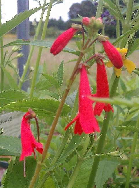 Ourisia coccinea