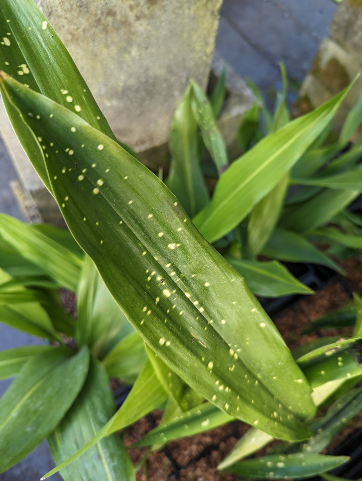 Aspidistra oblanceifolia ‘Nagoya Stars’ - avail for spring orders