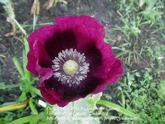 Papaver hybridum 'Lauren's Grape'