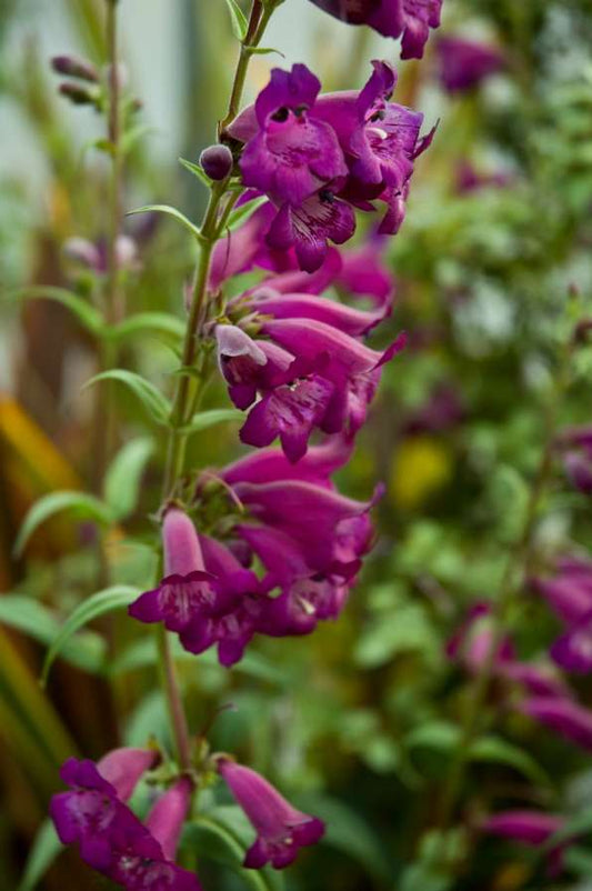 Penstemon 'Enor'