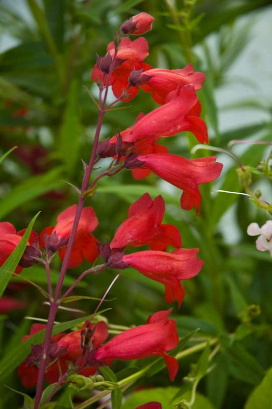 Penstemon 'Firebird'