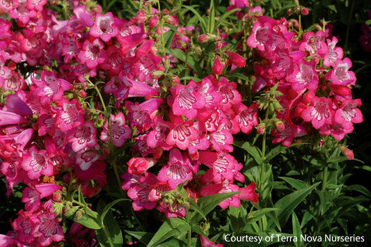 Penstemon Cha Cha Pink