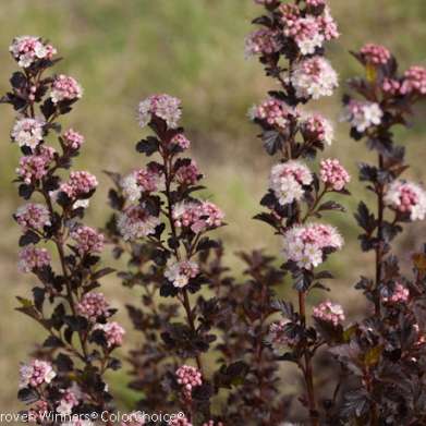 Physocarpus Tiny Wine