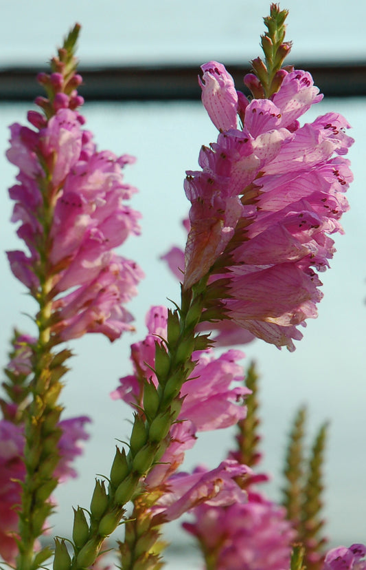 Physostegia virginiana 'Miss Manners Pink'
