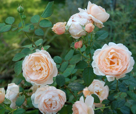 Rose Ambridge Rose®