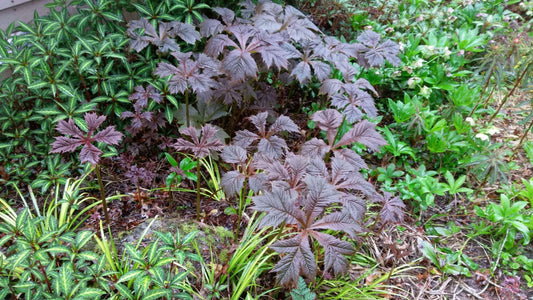 Rodgersia podophylla 'Bronze Form'