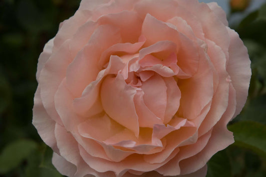 Rose 'Polka'