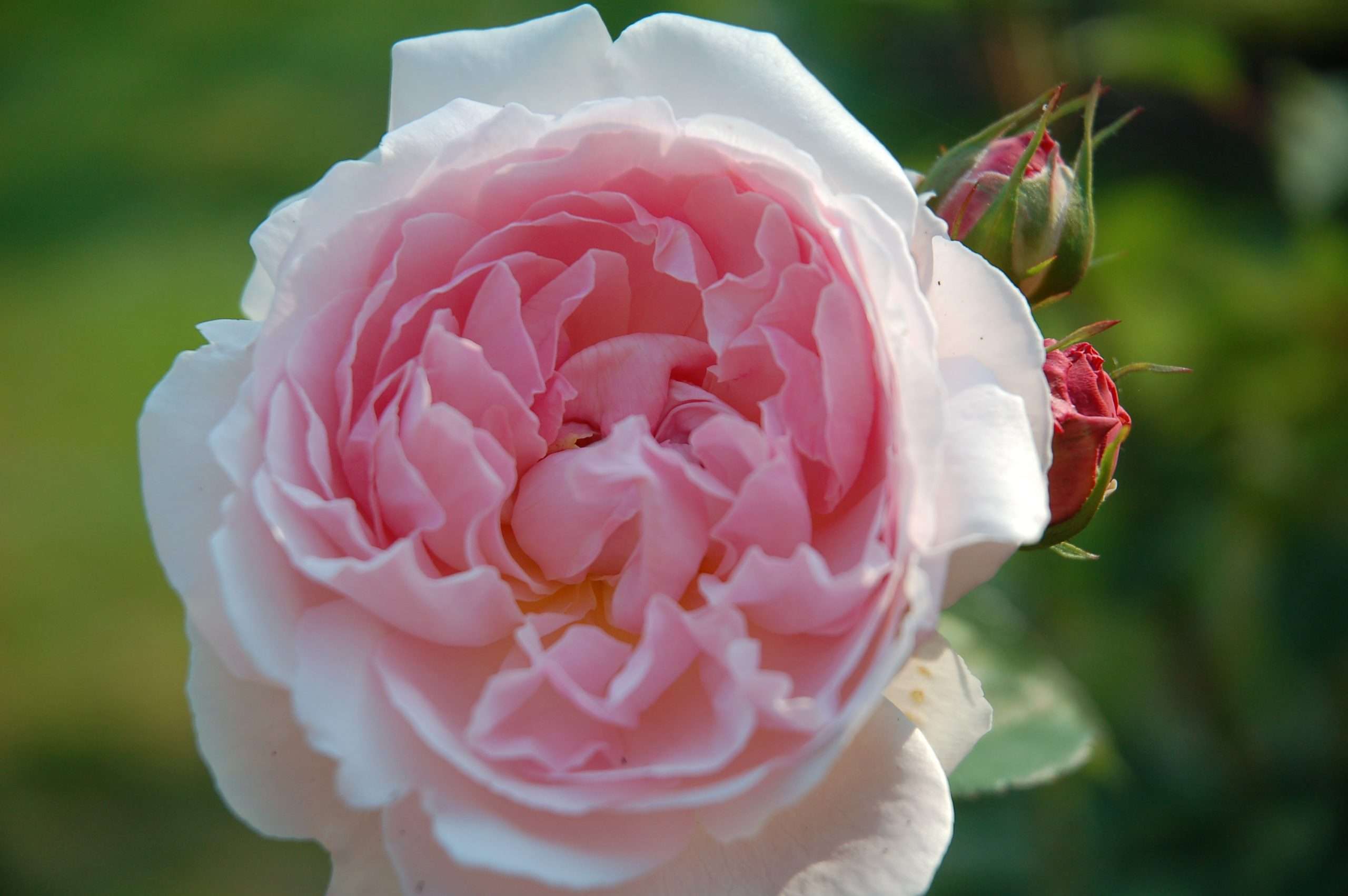 Redoute's Roses Rose Redouté – Secret Garden Growers