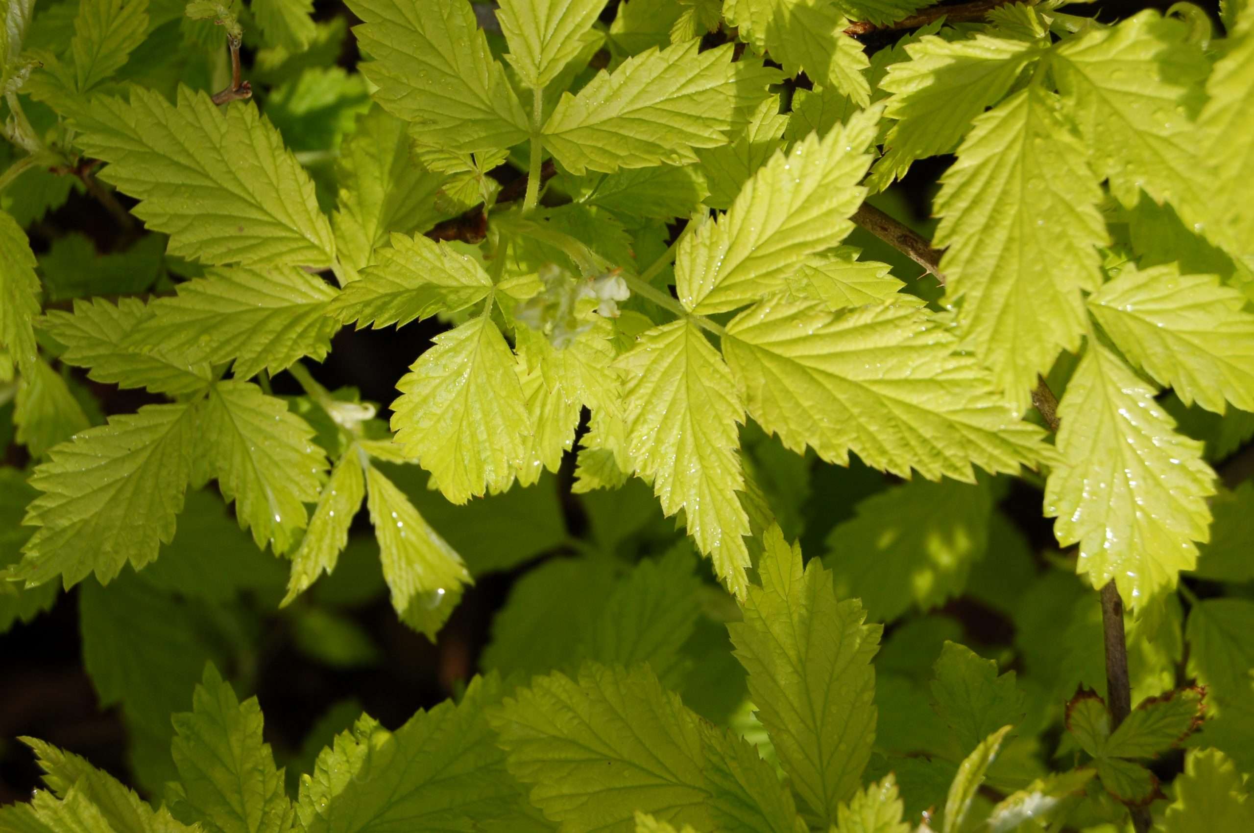 Staph Aureus:  The Hidden Secret Of Its Capsule - 8vjdq6s