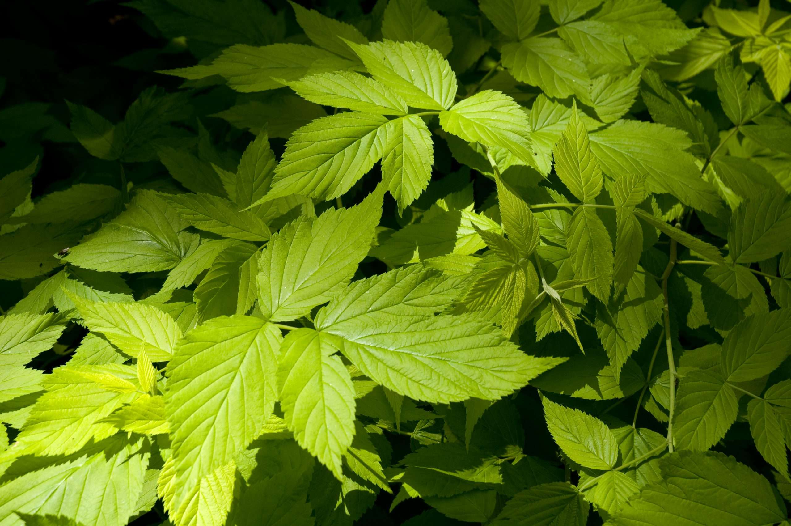 Staph Aureus:  The Hidden Secret Of Its Capsule - tiztbjt