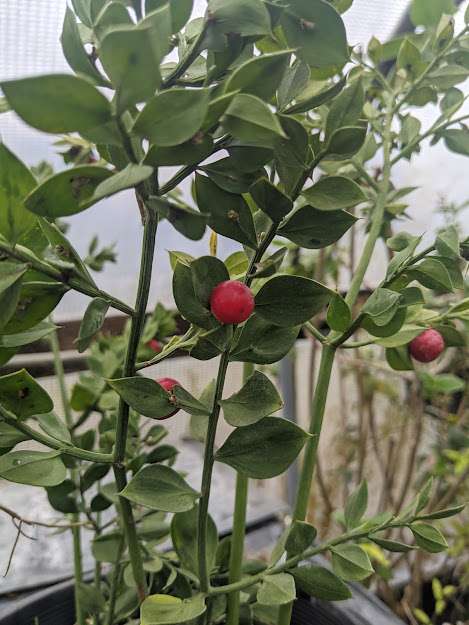 Ruscus aculeatus 'Wheeler's Variety' - avail for May orders