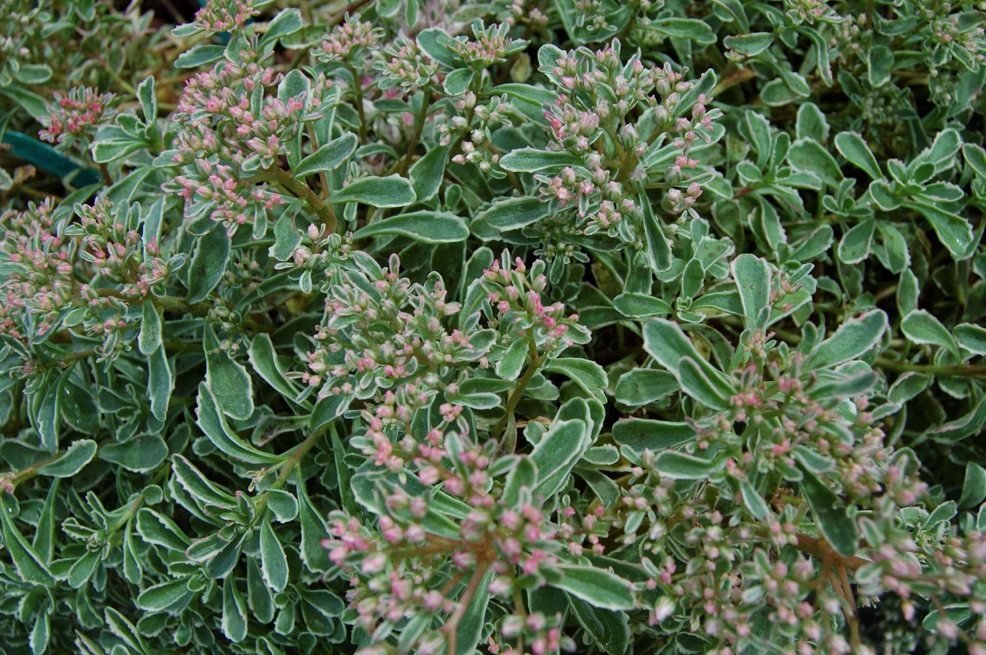 tricolor sedum spurium succulent Sedum spurium 'Tricolor' – Secret Garden Growers