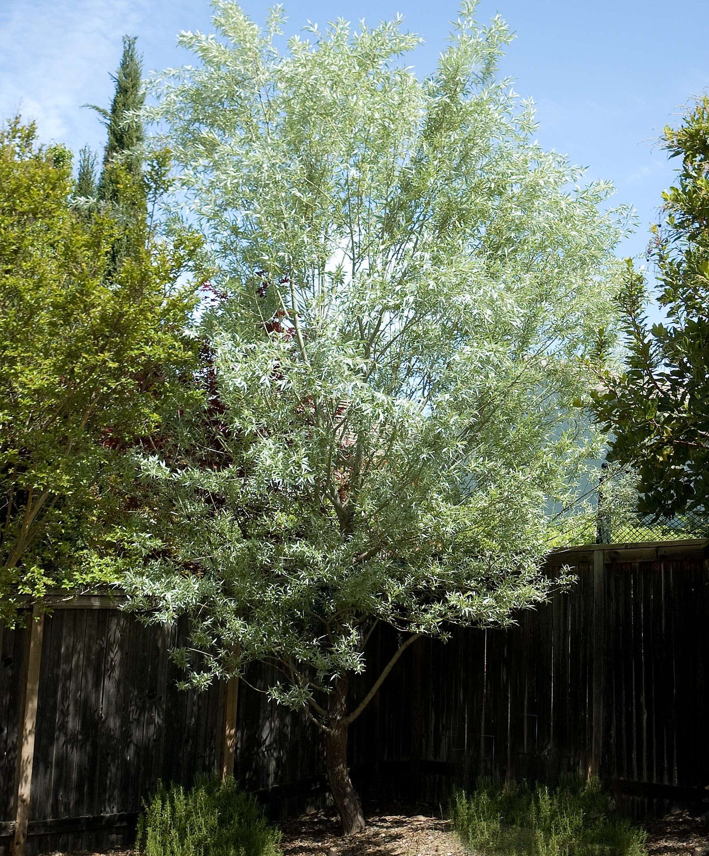 Salix alba 'Sericea'