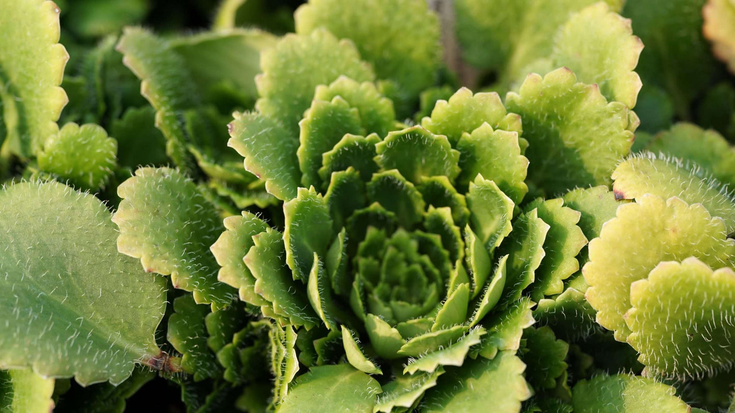 Saxifraga x geum